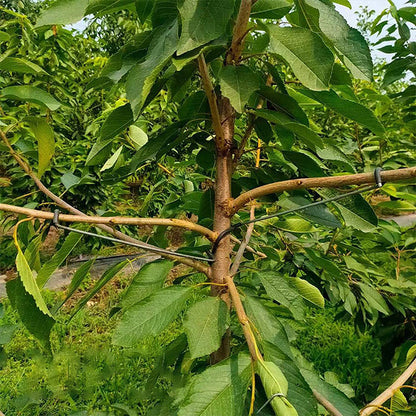 Blaudonau- 🍒Werkzeug zum Formen von Obstbäumen（40 Stück）