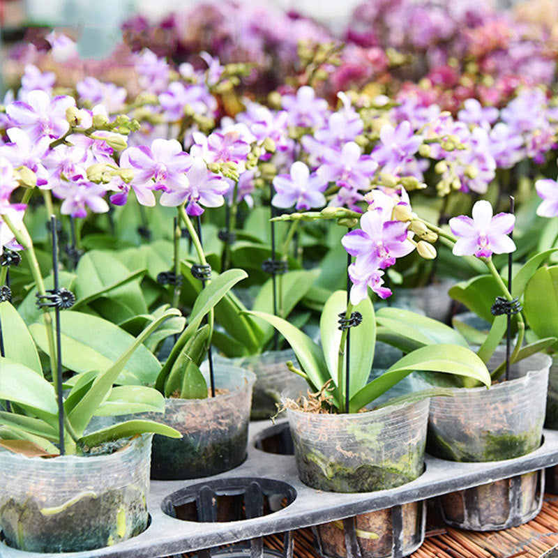 Blaudonau- Befestigungsclip für Pflanzenblumen an Stützstangen