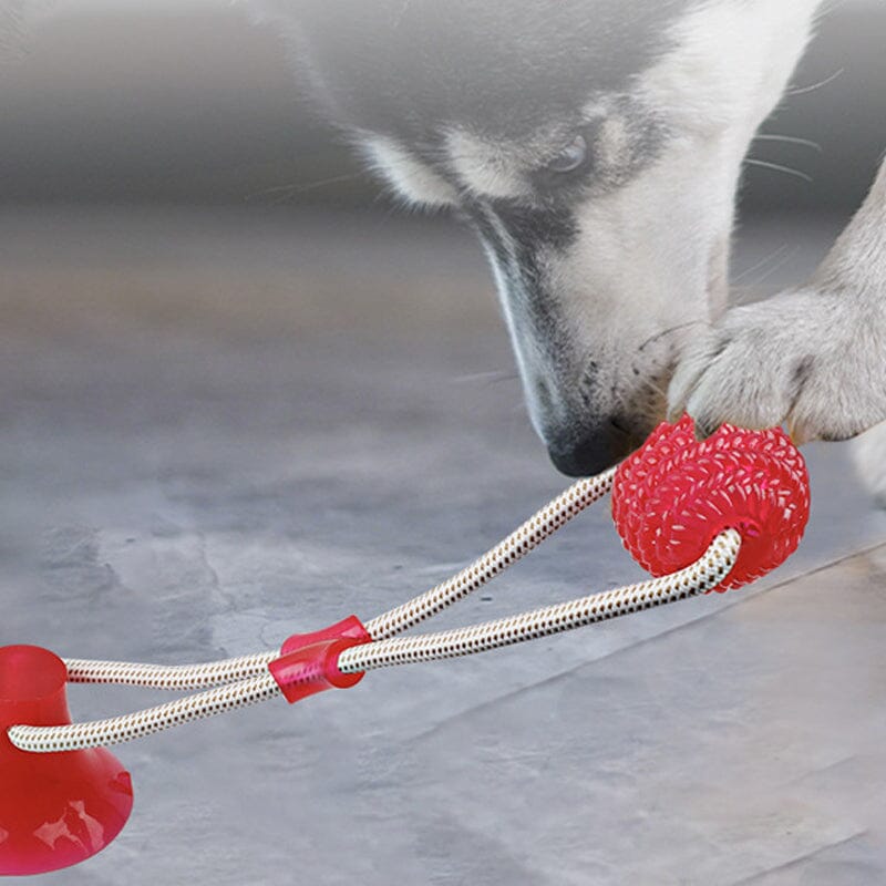 Blaudonau- Multifunction Pet Molar Bite Toy