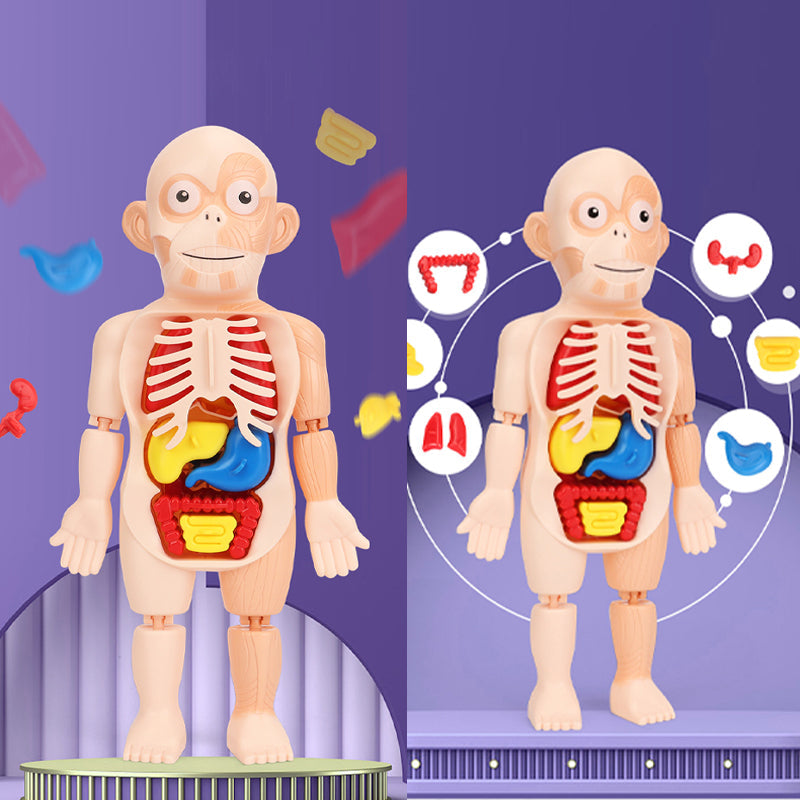 Blaudonau- Frühpädagogisches Spielzeug über menschliche Organe