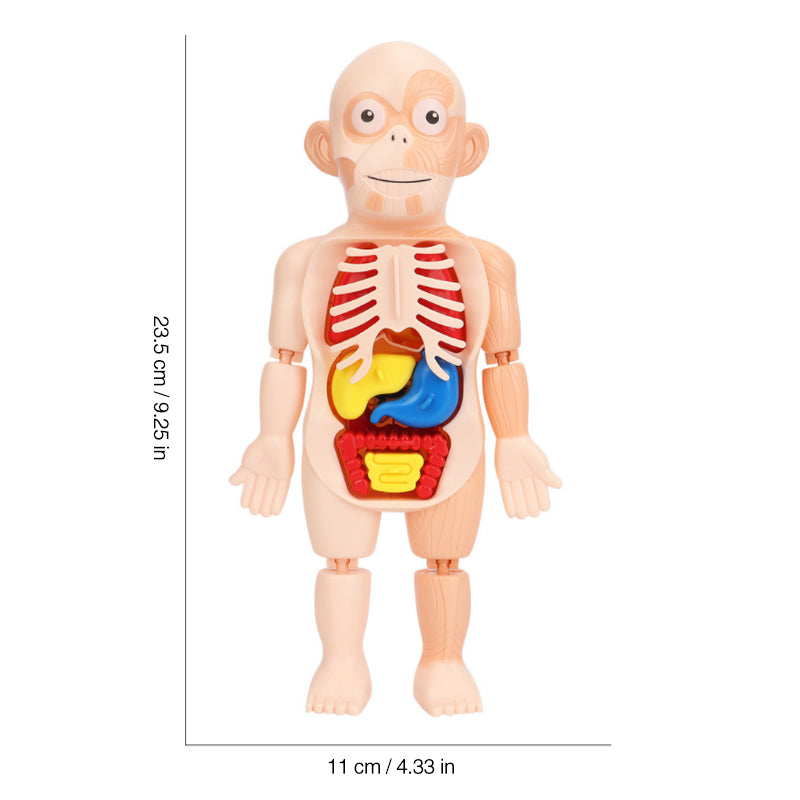 Blaudonau- Frühpädagogisches Spielzeug über menschliche Organe