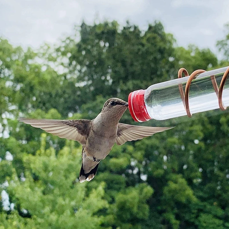 Blaudonau- Kolibri-Feeder