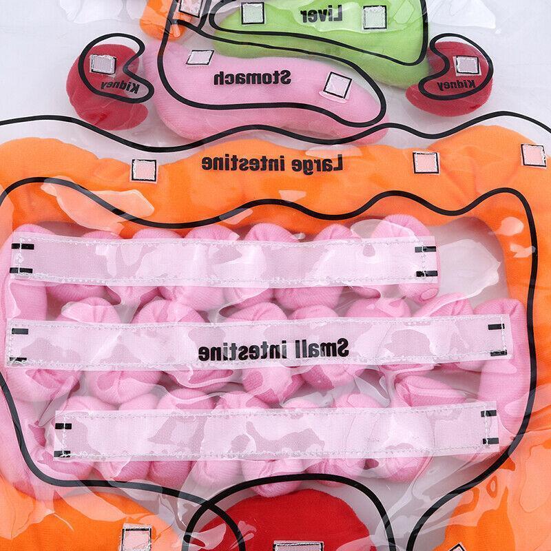 Blaudonau- Organ Schürze Früherziehung Tools Lustiges Spielzeug für Kinder