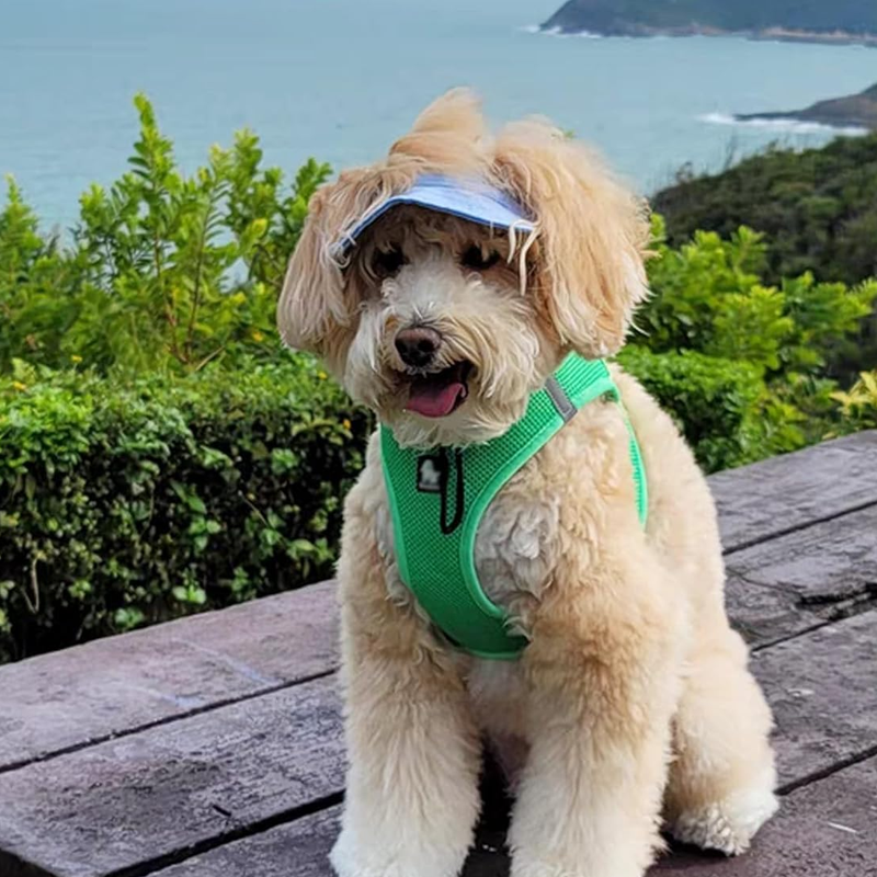 Blaudonau- Outdoor-Sonnenschutzhaube für Hunde