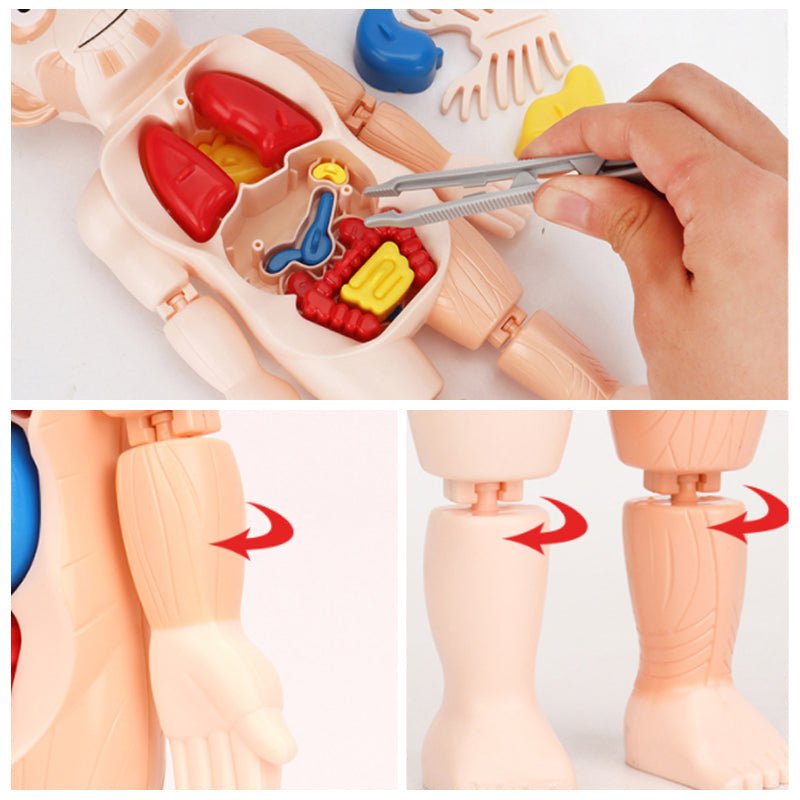 Blaudonau- Frühpädagogisches Spielzeug über menschliche Organe