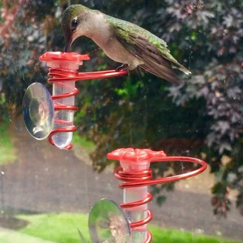 Blaudonau- Kolibri-Feeder